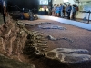 I resti di Giganotosauro al museo di El Chocón
