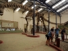 La replica di Argentinosauro al museo di Plaza Huincul