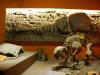 Resti di Gliptodonte conservati al Museo \"Bernardino Rivadavia\" di Buenos Aires