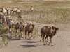Cammelli nel deserto di Taklamakan