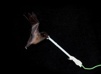 Pipistrello Anoura fistulata
