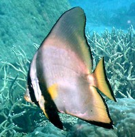 Pesce pipistrello (Platax pinnatus) nella Grande Barriera corallina (Australia)