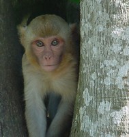 Macaco rhesus