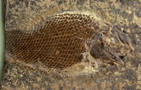 ll pesce fossile Sangiorgioichthys di Monte San Giorgio