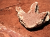 Impronta di dinosauro agli scavi del lago Barreales