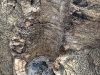 Uno degli alberi fossili del Bosque Darwin, vicino a Uspallata