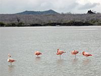 Fenicotteri rosa a Punta Cormoran, sull'isola Floreana