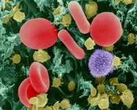 T cells in blood.jpg