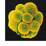 Adult Stem Cell.jpg