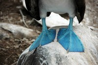 Piedi blu delle sule (Galapagos)
