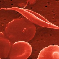 Cellule Staminali Adulte Per Rigenerare Il Sangue Scienza Esperienza
