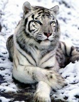 Tigre bianco-nera