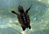 Una giovanissima tartaruga marina