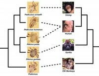 Primati, uomini e pidocchi