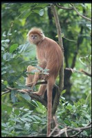 Una scimmia di singapore