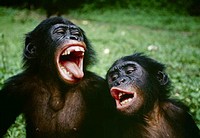 Due scimmie bonobo