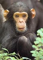 Scimpanzè