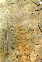 Un fossile di pianta preistorica