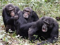 Una seduta di pulizia tra scimpanzè