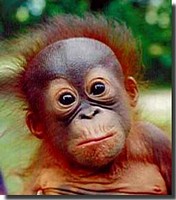 L'orangotango