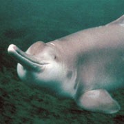 Il delfino dello Yangtze (Lipotes vexillifer)
