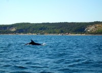 Delfini dell'Adriatico 2