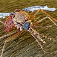 Macrofotografia di zanzara