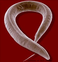 Caenorhabditis elegans 