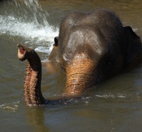Un elefante che fa il bagno