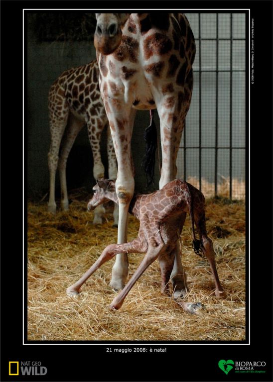 La nascita della giraffina (21 maggio 2008)