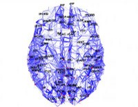 Mappa delle connessioni cerebrali