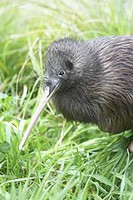 Un uccello kiwi