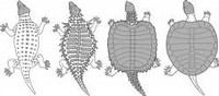Evoluzione della tartaruga