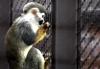 Scimmia in gabbia