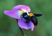 Un'ape su un fiore di fagiolino
