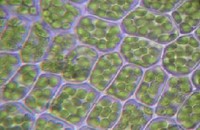 Cellule vegetali con cloroplasti